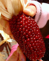 ArfanJaya 60 Strawberry Ruby Corn Seeds Popcorn Sweet Heirloom Organic  - £7.16 GBP