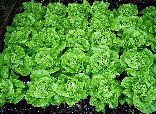 CLK 1001 Tom Thumb Lettuce Seeds Heirloom 2025 Non GMO USA Herb Seeds - $8.50