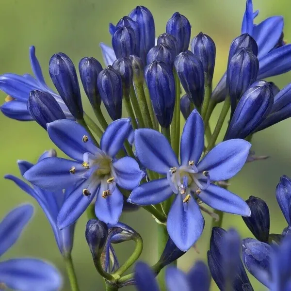 Lily Of The Nile Blue Agapanthus African Lily 30 Seeds Garden - £7.19 GBP