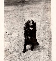 RPPC Beautiful Labrador Retriever Dog On Lawn Real Photo c1910 Postcard S27 - £31.93 GBP