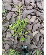 Willow Leaf Fig plant - Ficus neriifolia regularis (salicifolia) 1 year old - $32.00 CAD