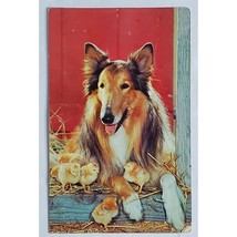 Postcard 1964 Watching Over Friends Lassie Dog Collie with Baby Chicks Posted 64 - $9.59