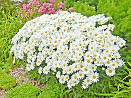 300 Silver Princess Seeds Cut Flowers Easy Dwarf Shasta Daisy Garden Con... - $17.98