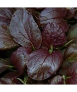 300 Gourmet Purple Hybrid Pak Choi Seeds - Bok Choi  Brassica rapa Chine... - £8.62 GBP