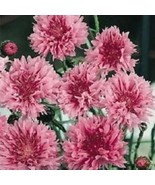 35 Pink Bachelor'S Button Cornflower Centaurea Annual Flower Seeds Fresh Garden  - $295.30 MXN