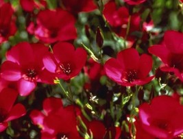 JGBOS Sell Beautiful Scarlet Flax Seeds 200 Seeds 4 Items - $9.00