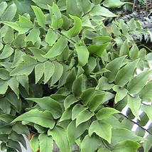 Clivicola Fern Spores Seedscyrtomium Fortunei Var Clivicola Z5B New Fres... - $4.80
