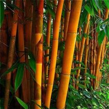 50 Orange Bamboo Seeds Privacy Seed Garden Clumping Exotic Screen - £13.57 GBP