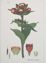 Wall Art Print H Andrews Fleur Inspired by a Hand-Colored Plate From Circa 1800 - £303.69 GBP