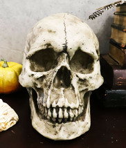 Ebros Large Ossuary Adult Homosapien Skull Decorative Figurine 8.5&quot;L - £24.22 GBP