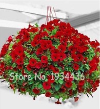 US Seller 300Pcs Hanging Petunia Seeds Fire Red Big Flowers Fast Shipping - $15.64