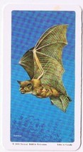 Brooke Bond Red Rose Tea Card #6 Little Brown Bat Animals &amp; Their Young - $0.98