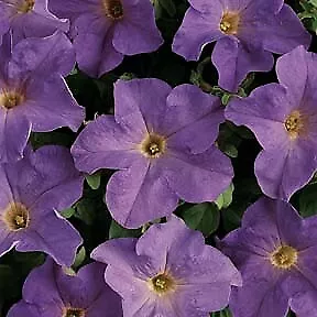 Petunia Dreams Sky Blue 1,000 seeds - £26.84 GBP