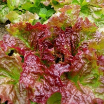 1000+ Prizehead Leaf Lettuce Seeds | Vegetable Seeds | ORGANIC | Seanson 2024 - £2.34 GBP+