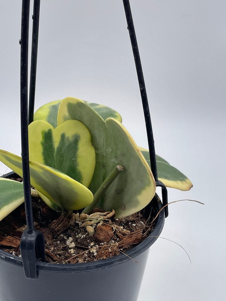 Variegated Hoya Kerrii Heart On The Vine, at Least 6 Hearts, Sweetheart Plant Item image 6