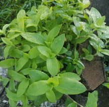 Rare Setcreasea Tradescantia Brevifolia - Green Queen - Flowering Wander... - $7.92
