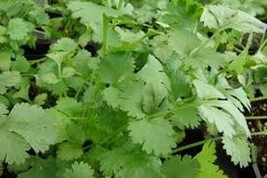 Cilantro Slow Bolting Coriander Herb Heirloom Vegetable Bulk 7000 Seeds Fresh Ga - £25.27 GBP