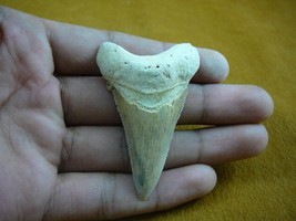 (sr256-9) 2-3/8&quot; Fossil  ANGUSTIDENSSHARK TOOTH Gold or Silver wired nec... - $863.27 MXN