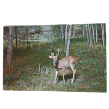 Postcard Michigan The Sportsman&#39;s Delight Deer In Forest Chrome Unposted - £5.52 GBP