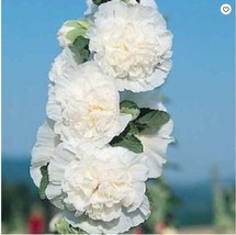 25 Charles White Hollyhock Seeds Perennial Flowers Flower - £7.99 GBP