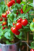 Tiny Tim Cherry Tomato Seeds, Dwarf Tomato Plant, NON-GMO, Heirloom,  FR... - $1.97+