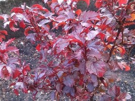 Hibiscus Mahogany Splendor Red Leaf Hibiscus 5 Seeds USA Garden - £13.20 GBP