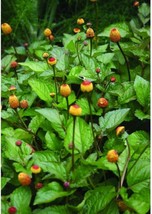 Toothache Plant {Spilanthes Acmella Oleracea} Organic 20 Seeds - £6.53 GBP