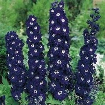 Giant 6 Ft King Arthur Delphinium Flower Seeds / Perennial - £11.32 GBP