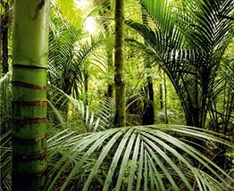 Green Tropical Forest Wall Mural Non-Woven Photo Wallpaper Made in Europ... - £148.83 GBP