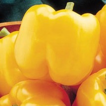 Early Sunsation Bell Pepper Seeds Fresh Seeds USA - $12.80