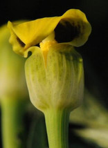 Arisaema flavum yellow cobra lily - £2.60 GBP
