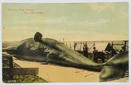 Houston Texas Seventy Foot Whale c1914 Whaling Houston TX Postcard U9 - £67.27 GBP