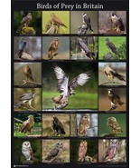Birds of Prey in Britain Poster A2 59cm x 42cm Eagle Owl Kestrel Print B... - £6.19 GBP