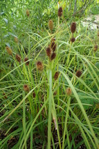 Carex squarrosa 500 Seeds for Planting - Wetland Sedge, Narrow - $17.00