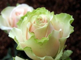 200 Seeds China Rare Dancing queen rose seeds Rose Flower Romantic FRESH SEEDS - £3.58 GBP