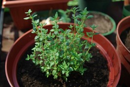 Thyme Herb Seeds Common 500 Seeds Fresh Seeds USA - $16.08