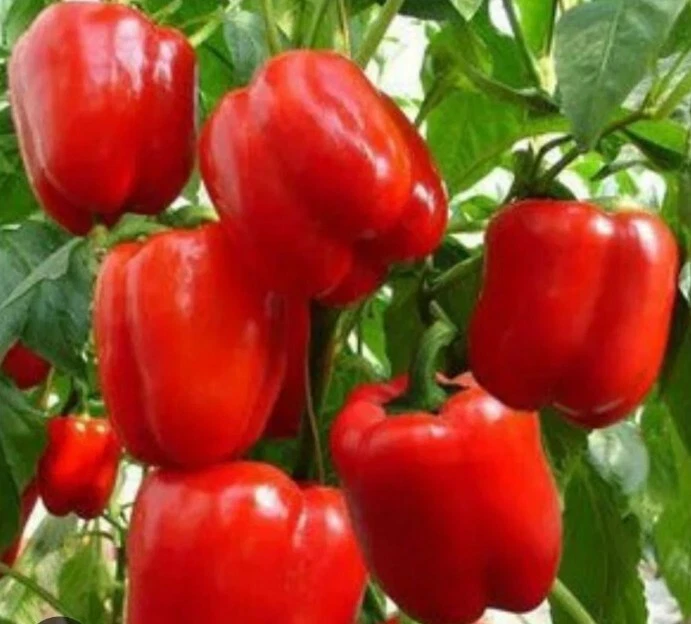 Bright &amp; Showy Blooms Red Bell Pepper  30 Sweet Red Pepper  Florida Grow... - $92.47 MXN