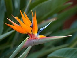 Bird of Paradise Starter Plant Hawaiian - 3 Pack #F3 No Bloom - $113.88