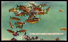 FLORIDA Postcard - Silver Springs, Fish Feeding G12 - £3.87 GBP