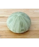 Two Green Sea Urchins 2&quot; without spines beach decor home decor crafts se... - €15,45 EUR