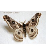 Ligurian Silkworm Emperor Saturnia Pyretorum Real Moth Entomology Shadowbox - $94.99