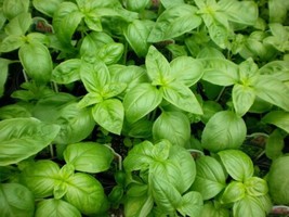 LWSTORE Basil Seeds Genovese Herb Sweet Basil Non Gmo Best For Pesto 100Ct USPS  - $8.42