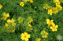 100 Seeds Marigold Lemon Gem Lemon Scented Yellow Quick Grow Heirloom Seeds Perf - $8.35