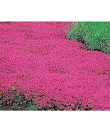 600 Seeds Creeping Thyme BonsaiRare Color Rock CRESS Plant Perennial Gro... - $18.06