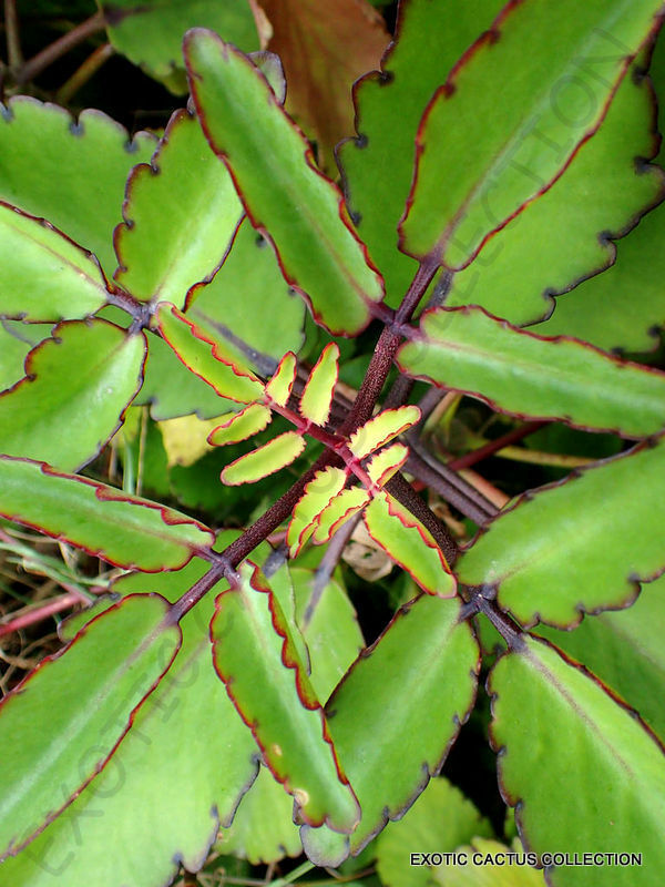 Garden Store 4&quot;&quot; Plant Color Kalanchoe Pinnata Miracle Leaf Air Plants B... - $42.28