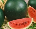 Heirloom Sugar Baby Watermelon 25 Seeds Non-Gmo Fresh Garden Seeds - $8.99