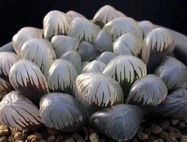 Haworthia obtusa &#39;Crystal&#39; Light Blue Transparent Succulent Plants, 5 seeds - £21.01 GBP