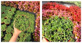 ‘Dwarf Carpet of Stars’ - 4&quot; Ruschia Lineolata ‘Nana’ - Succulent Lawn S... - $60.99