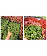 ‘Dwarf Carpet of Stars’ - 4&quot; Ruschia Lineolata ‘Nana’ - Succulent Lawn S... - £47.97 GBP