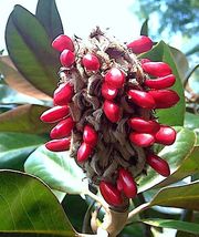 Best 50 Of Southern Magnolia Grandiflora Bull Bay Florida Tree Fragrant Seed - £23.33 GBP